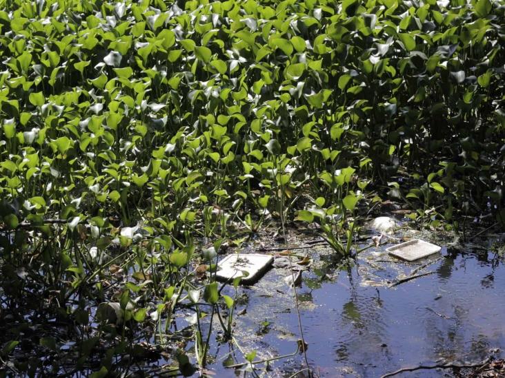 Convierten en basurero la laguna de Lagartos en Veracruz 