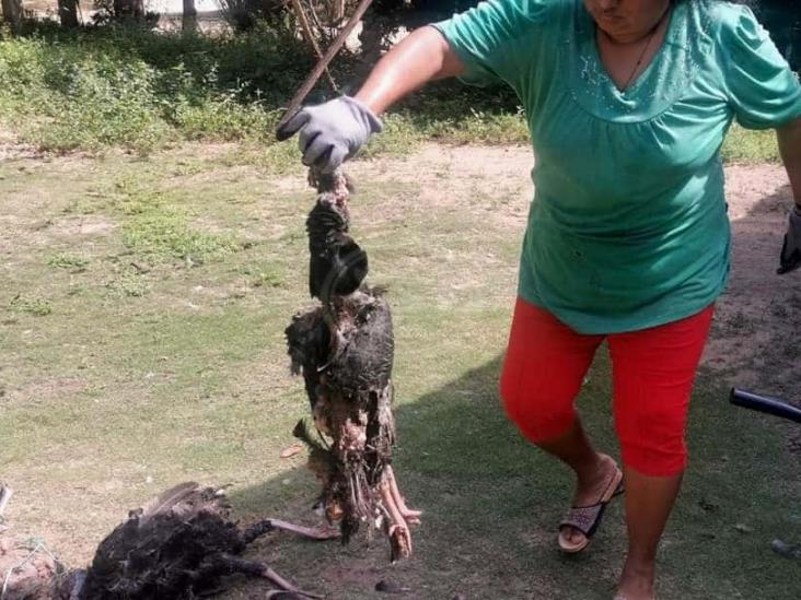 Depredador ataca alrededor de 50 aves en poblado de San Juan Evangelista