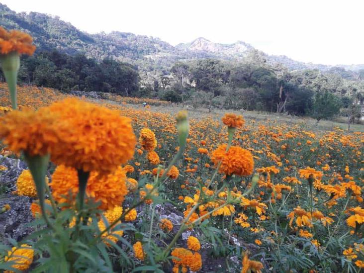 Pandemia afecta a productores de cempasúchil en Veracruz