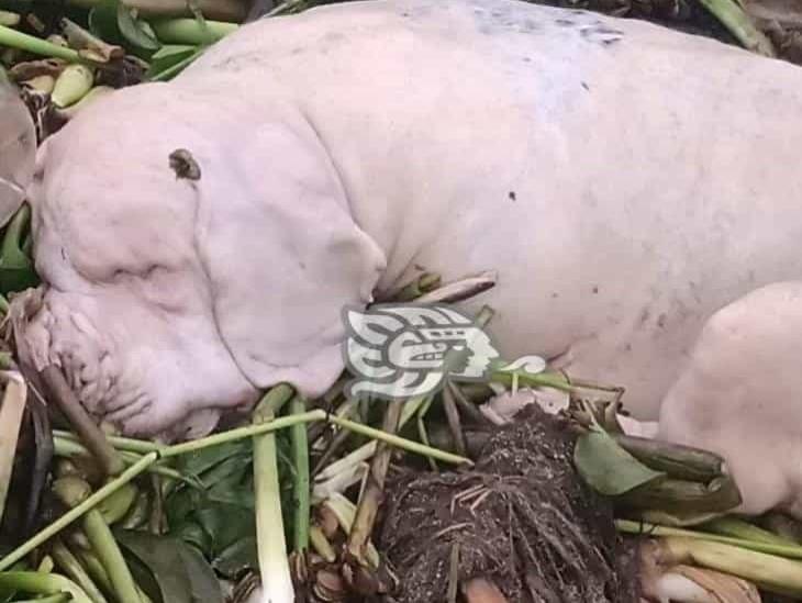 Aparecen animales muertos en playa de Villa Allende