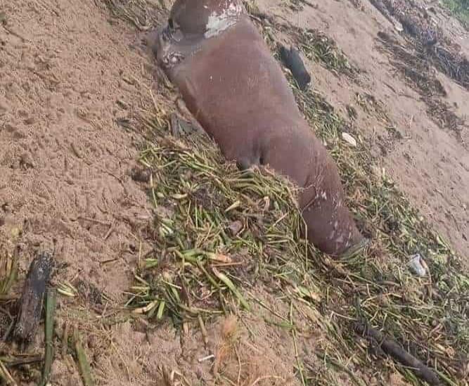 Aparecen animales muertos en playa de Villa Allende