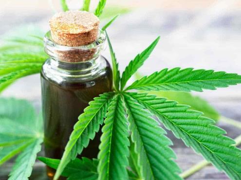 Polariza a veracruzanos regular cannabis, revela sondeo
