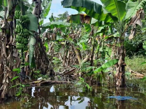 Inundaciones en Tabasco afectaron 50% de cultivos de plátano