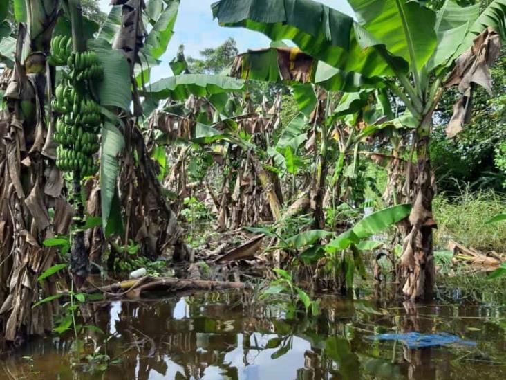 Inundaciones en Tabasco afectaron 50% de cultivos de plátano