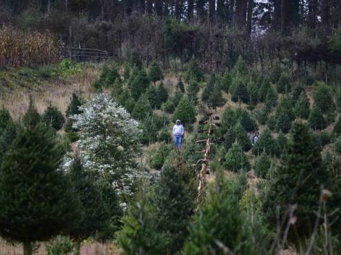 Piden a veracruzanos no fomentar tala ilegal con árboles de Navidad