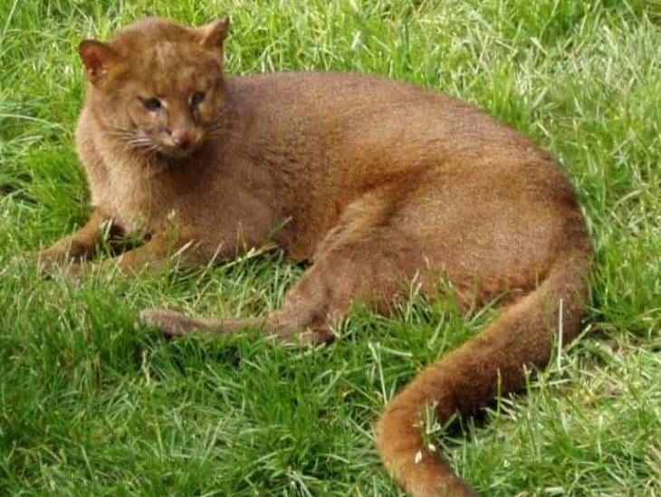 Rescatan en Alvarado a un jaguarundi, felino en peligro de extinción