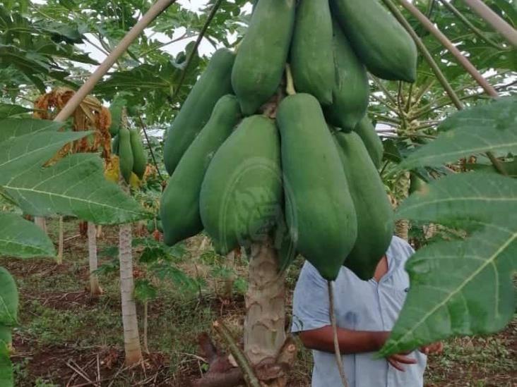 Aprovechan apoyos al campo para producir papayas en la sierra