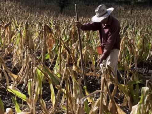 Empresas fantasma quitarían 500 mdp al agro de Veracruz