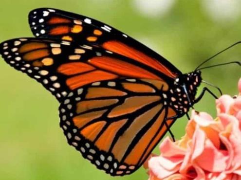 Rechaza EU declarar a mariposa monarca en peligro de extinción