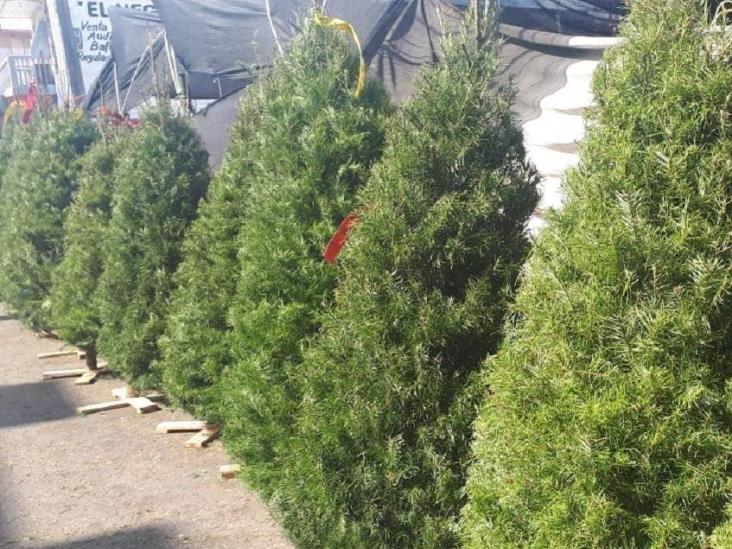 Rematan pinos de Navidad por bajas ventas