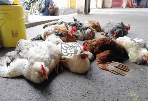 Por los suelos venta de pollos y guajolotes