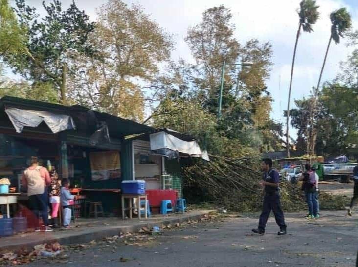 Fuertes vientos dejan árboles caídos en capital de Veracruz
