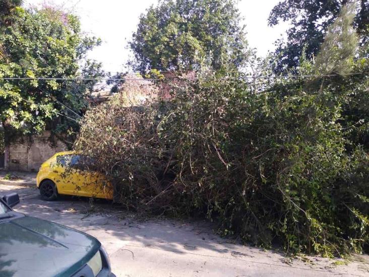 Fuertes vientos dejan árboles caídos en capital de Veracruz