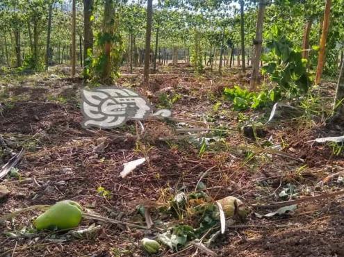Cultivos dañados tras surada en Ixtaczoquitlán