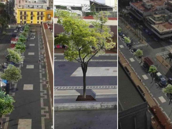 Reforestarán el Malecón