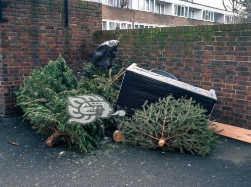 Arranca en Tuxpan reciclaje de árboles de Navidad