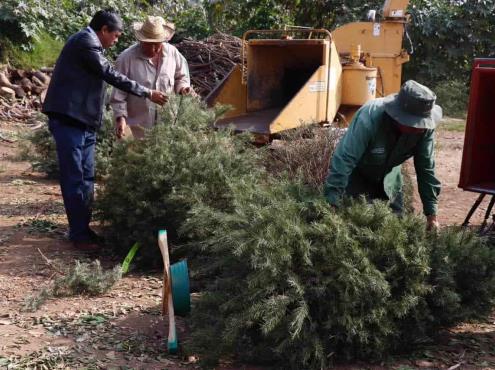Centro de acopio para pinos navideños mantendrán funciones hasta el 15 de Febrero