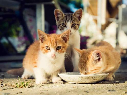 Invitan a esterilizar gatos callejeros