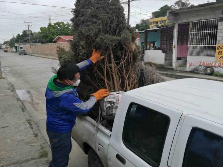 Para evitar contaminación, piden a tuxpeños reciclar árboles navideños