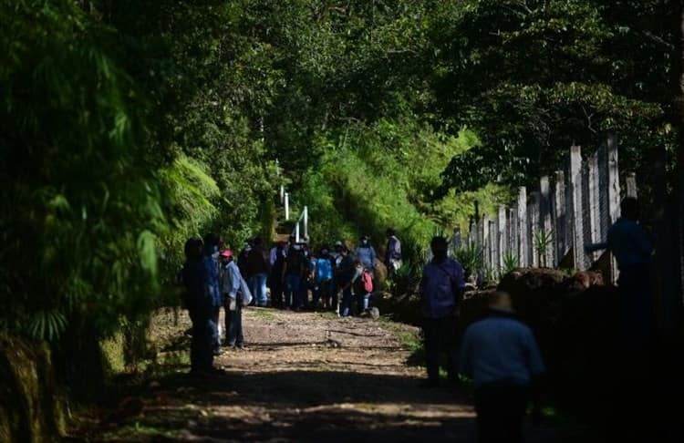 En riesgo, 50% de especies de orquídeas por devastación de bosque en Coatepec