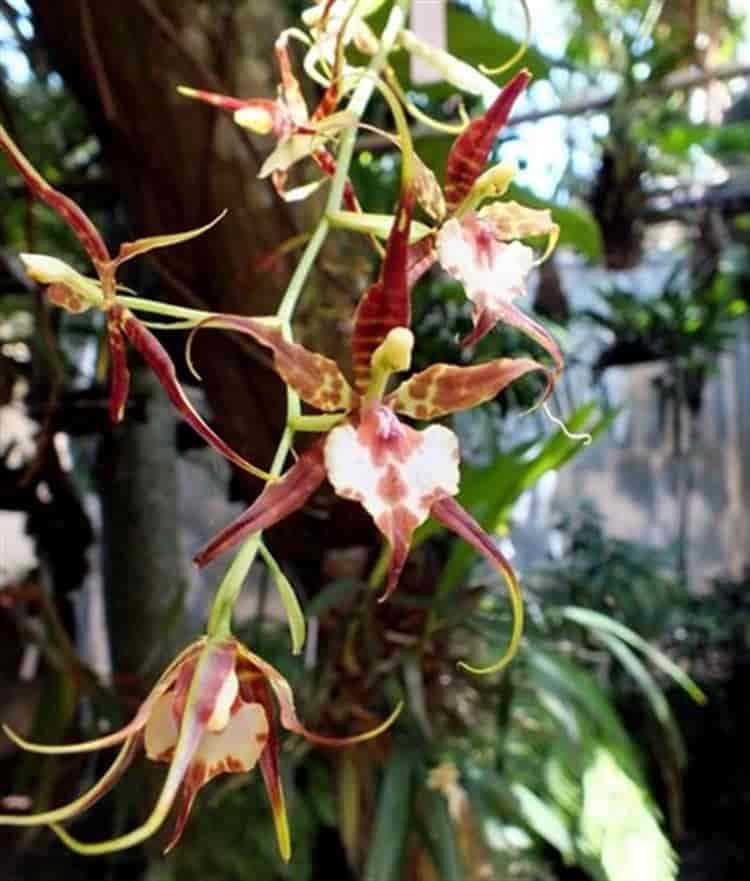 En riesgo, 50% de especies de orquídeas por devastación de bosque en Coatepec