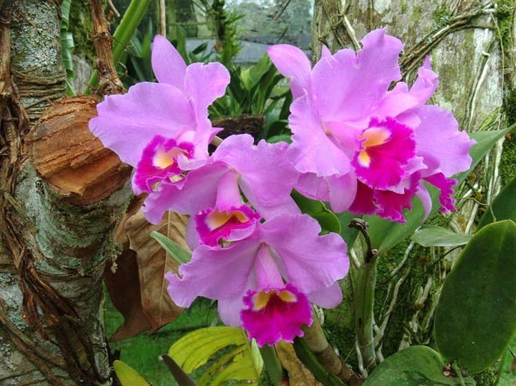 En riesgo, 50% de especies de orquídeas por devastación de bosque en Coatepec