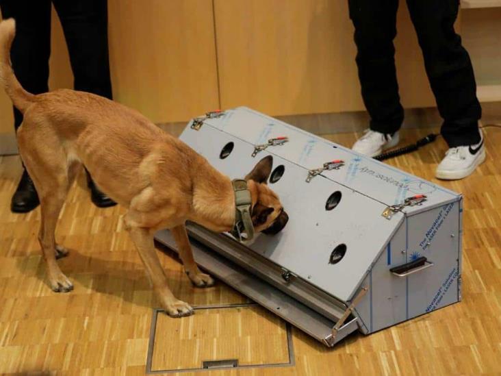Perros entrenados detectan covid-19 con 94% de precisión