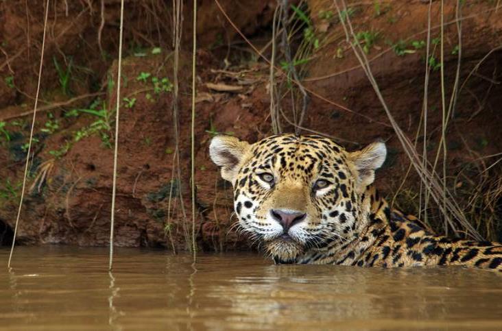 Explotación minera de selvas latinoamericanas  acaba con miles de jaguares
