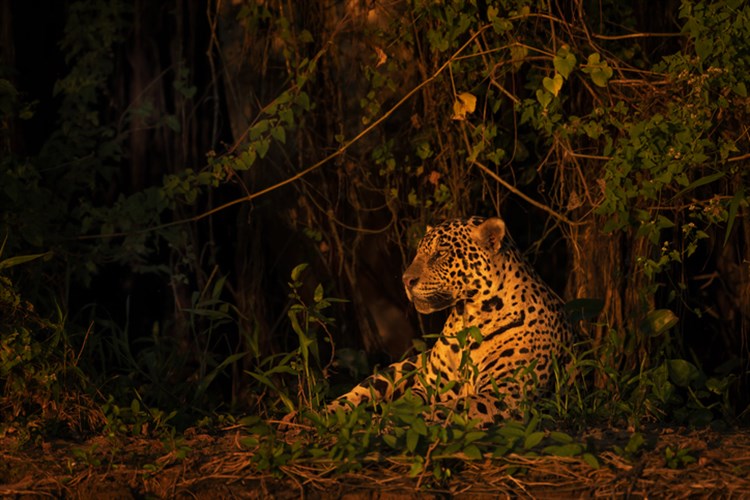 Explotación minera de selvas latinoamericanas  acaba con miles de jaguares