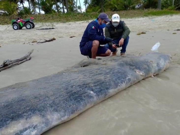 Reportan muerte de especies marinas al norte de Veracruz