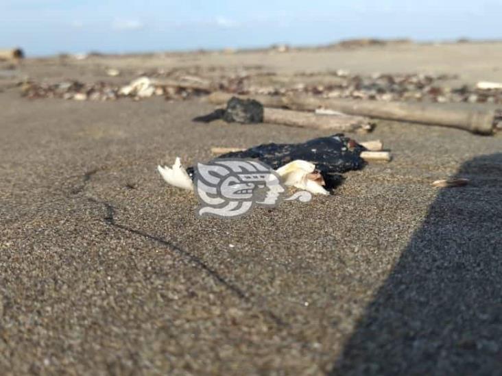 Encuentran pequeños restos de chapopote en la playa de Coatzacoalcos