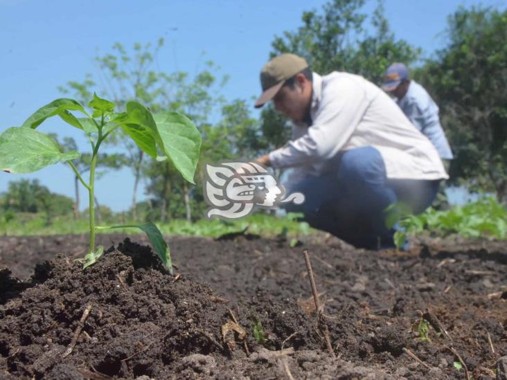 En Veracruz, 2 mmdp por Sembrando Vida en primera mitad del 2021