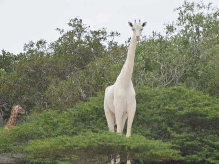 Cazadores matan a última jirafa blanca del mundo
