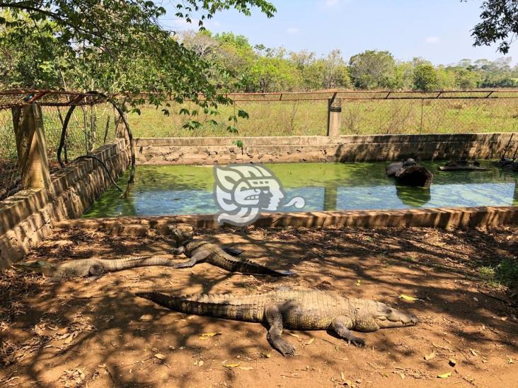 UMA “el Triángulo” en Acayucan, cuida de las especies desde hace 5 años 