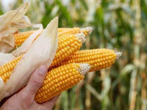 Por falta de apoyos, cae en un 80 por ciento la producción de maíz en Veracruz