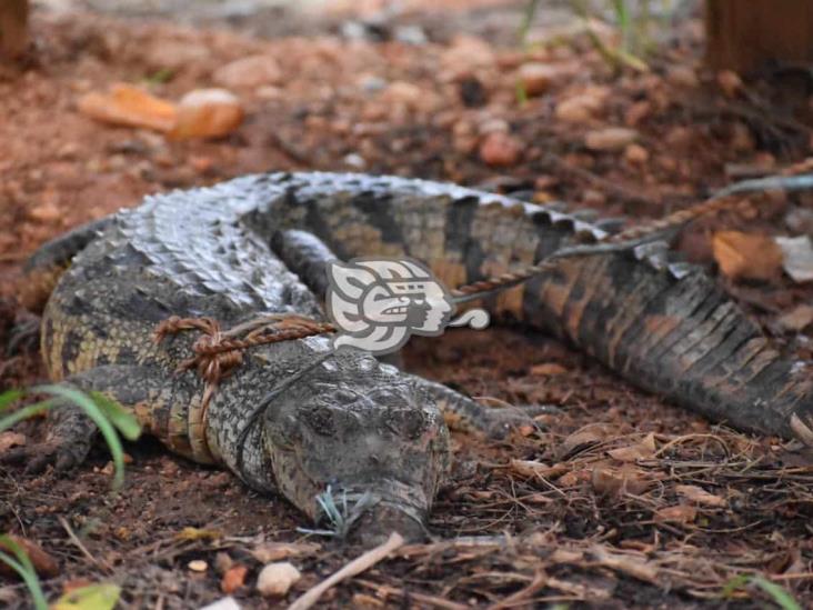 Capturan lagarto en Sayula de Alemán