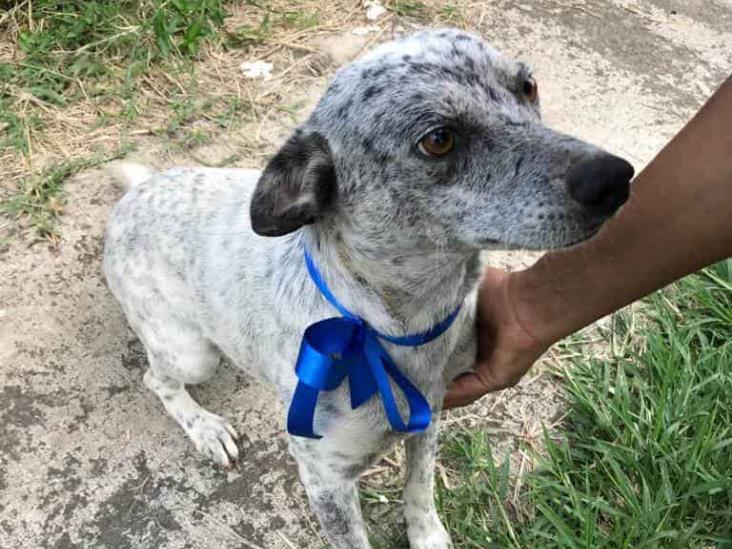 Urgente: animalista busca hogar para 14 perritos en Río Blanco