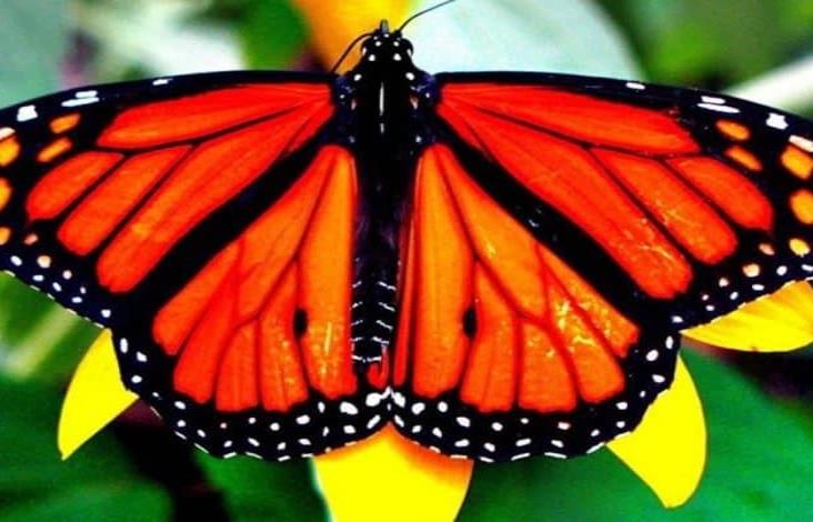 Se reduce 26% la presencia de  mariposa Monarca en bosques mexicanos