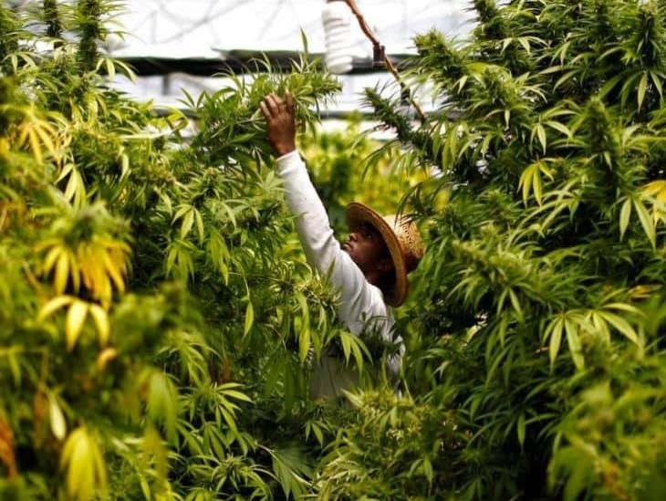 Industria espera la inminente legalización de la marihuana