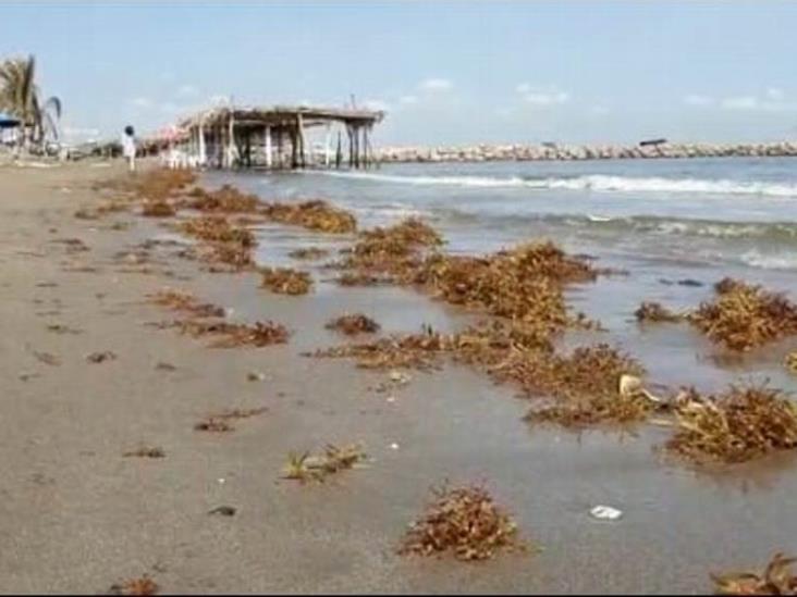 Mal clima y sargazo afectan playas de Antón Lizardo