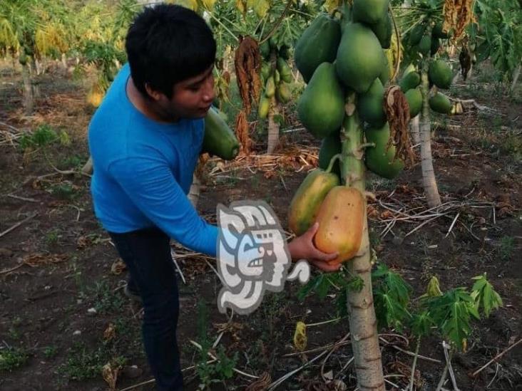 Abundante producción de papayas en la sierra de Soteapan