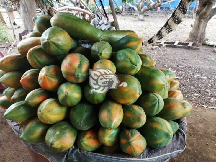 Abundante producción de papayas en la sierra de Soteapan
