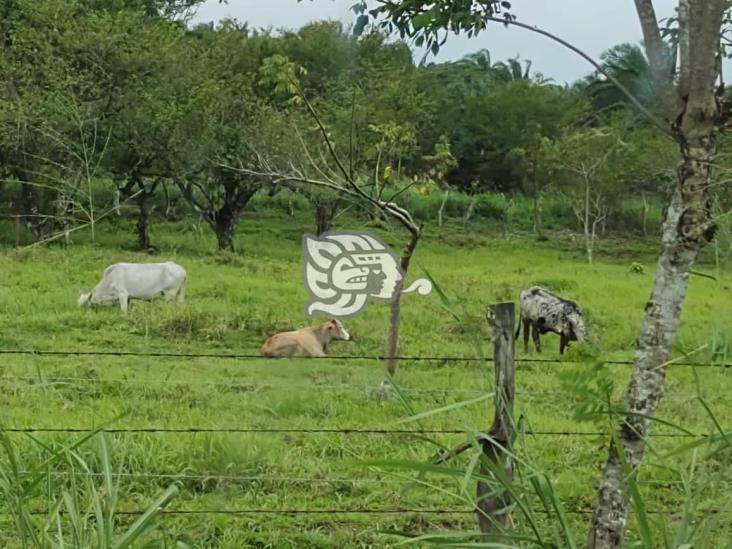 Mayoría del ganado del sur de Veracruz,  libre de brucella y tuberculosis