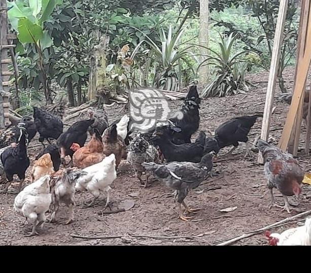 Le roban aves de corral a ama de casa en Villa Cuichapa