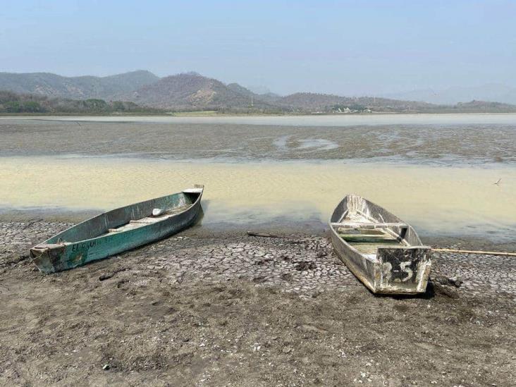 Pelícanos y patos mueren ante devastación de laguna El Farallón