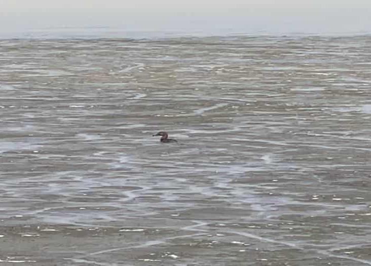 Pelícanos y patos mueren ante devastación de laguna El Farallón