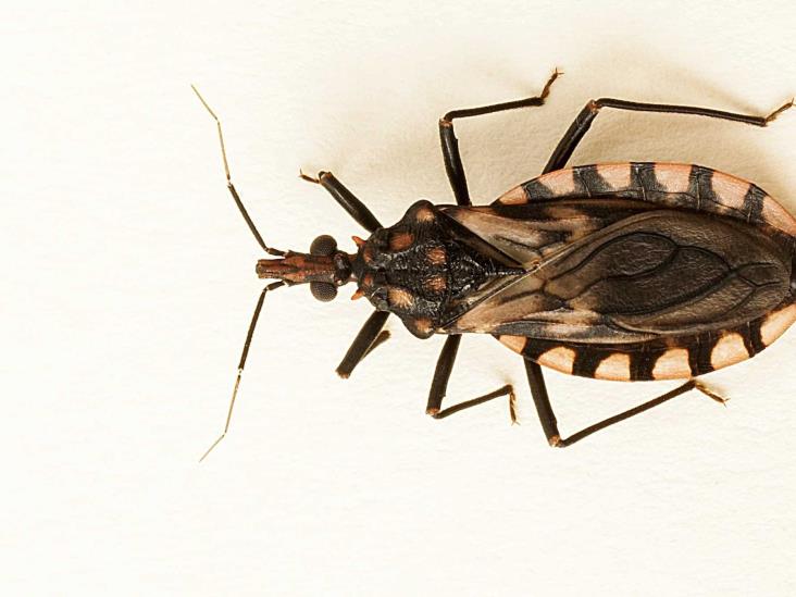 Emite IMSS Veracruz Sur recomendaciones para evitar la enfermedad de Chagas