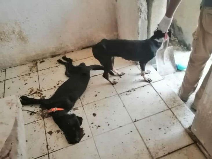 Aflora crueldad animal en Veracruz; abandonan a perros para que mueran de hambre