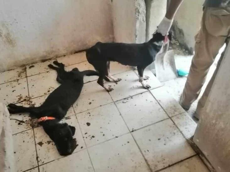 Rescatan a dos perritos encerrados en vivienda de Veracruz