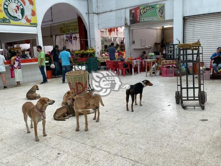 Central de Abastos, espejo de maltrato animal en Xalapa